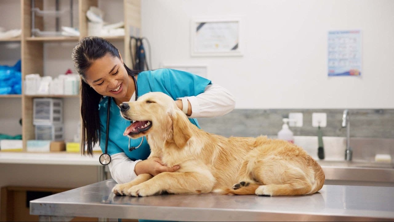 Veterinary careers
