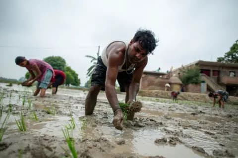 Farmer with family transplanting rice seedlings