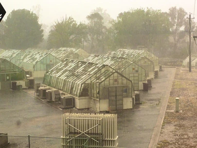 Hail-damaged glasshouses