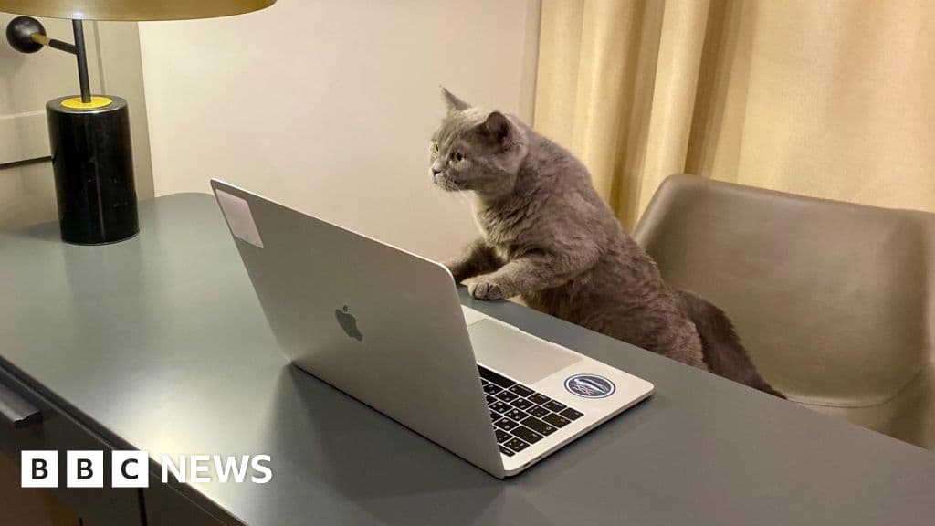 Dream Job Alert: Get Paid Up to £100/Hour to Care for an Office Cat in London!